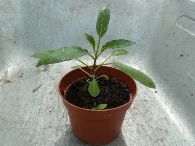 Пепино консуэло: выращивание из семян, описание, посадка
