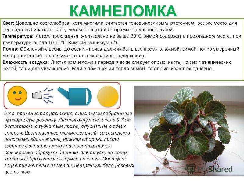 Герань: как посадить, как поливать, чем подкормить? лучший грунт для герани - sadovnikam.ru