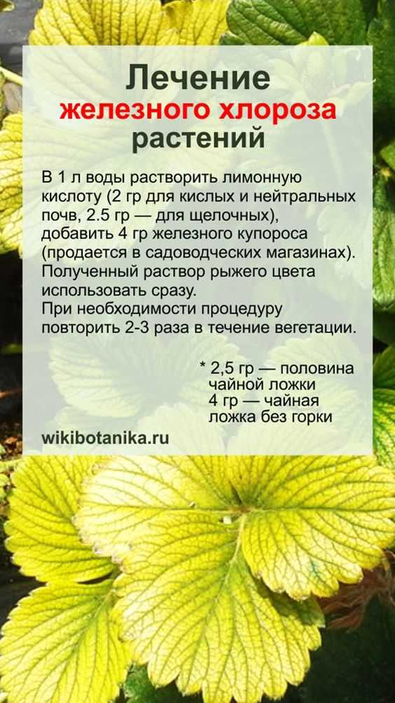 Хлороз листьев растений фото и лечение. виды хлороза.