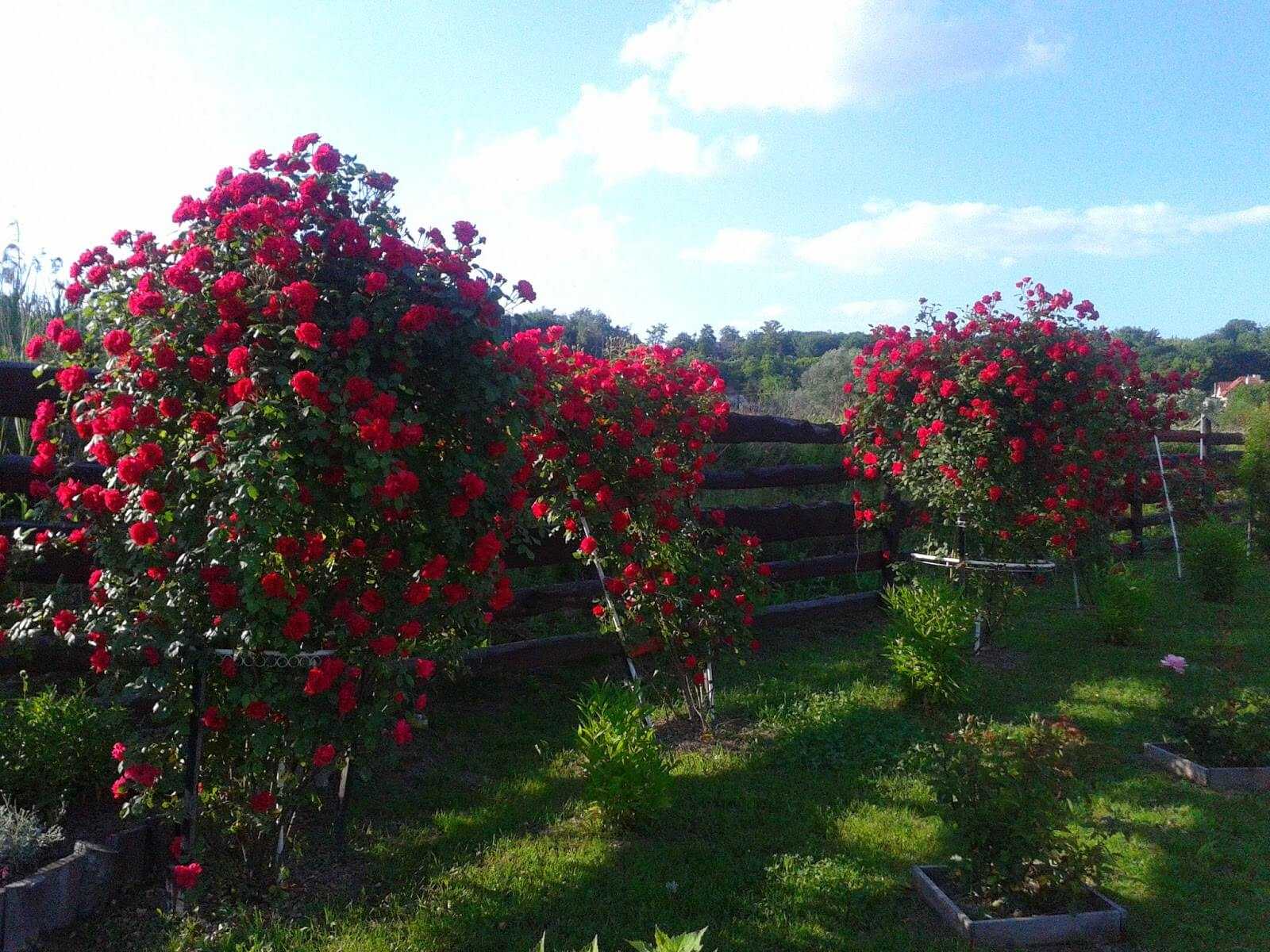 Посадка, правильный уход и выращивание плетистой розы симпатия