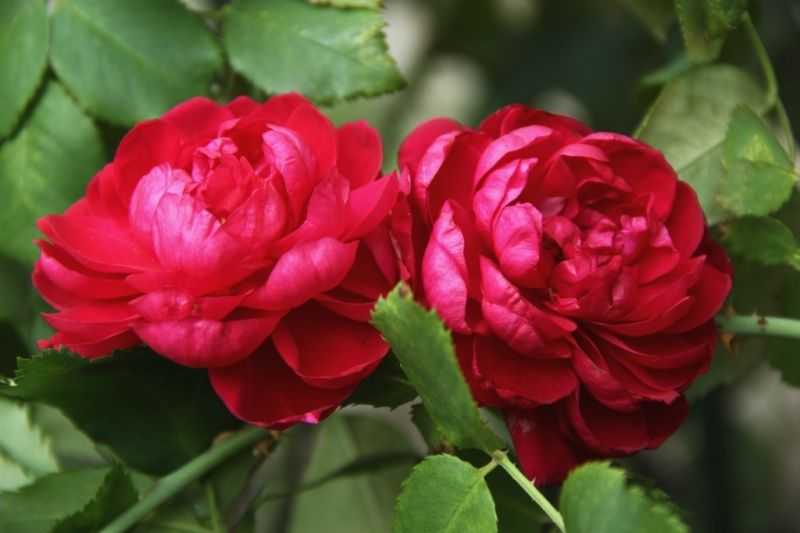 Роза кордес джубили энциклопедия роз - сад и огород