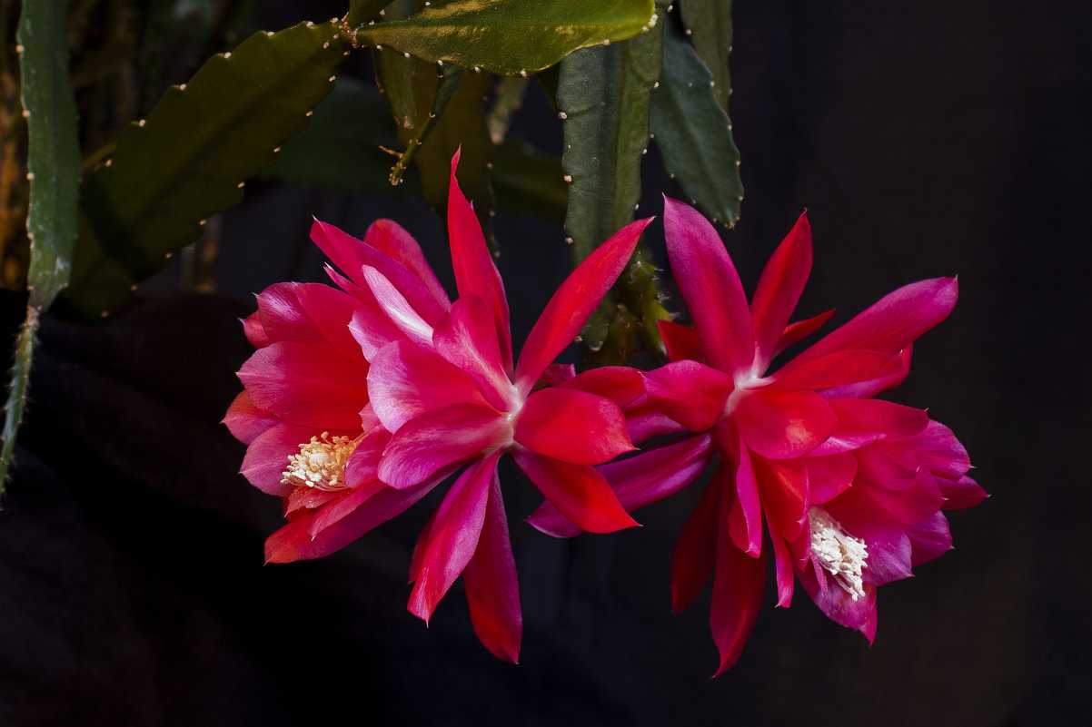 Кактус эпифиллум: как правильно выращивать очаровательный цветок