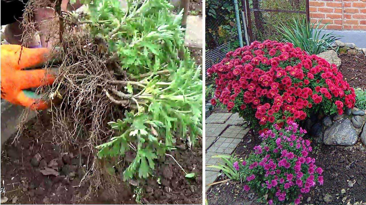 Хризантема многолетняя низкорослая: описание с фото, размножение, особенности выращивания и правила ухода
