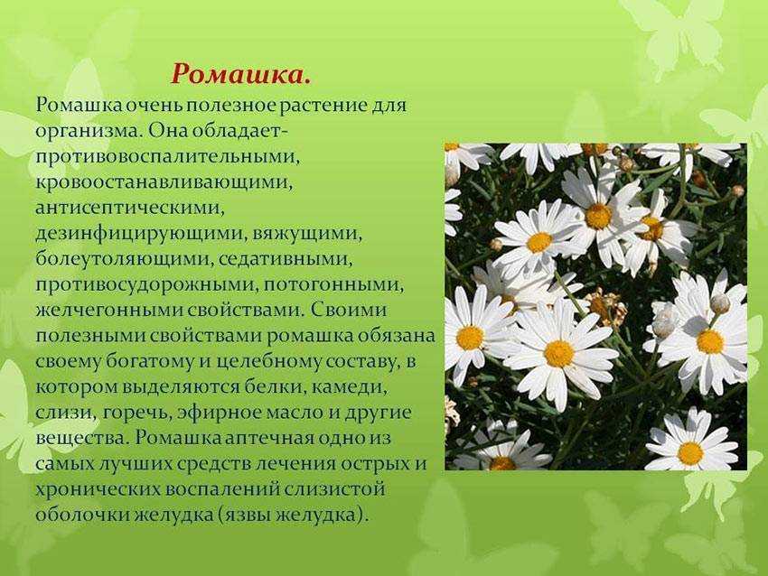Пиретрум: фото цветов, посадка и уход в открытом грунте, выращивание из семян, размножение, популярные сорта с названием и фото