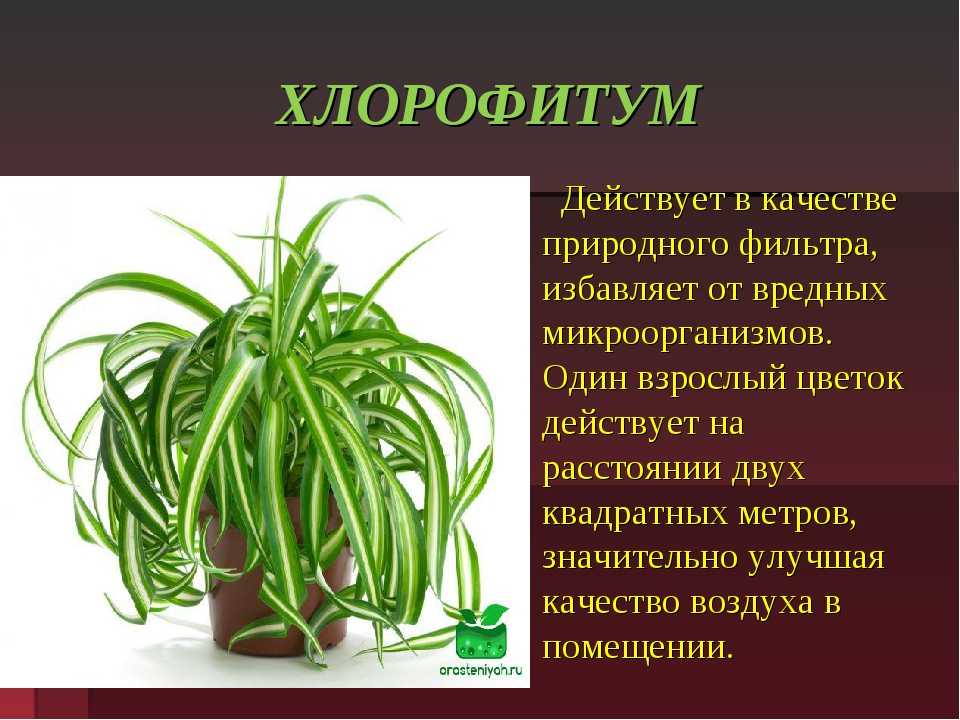 9 полезных свойств хлорофитума хохлатого и уход за растением