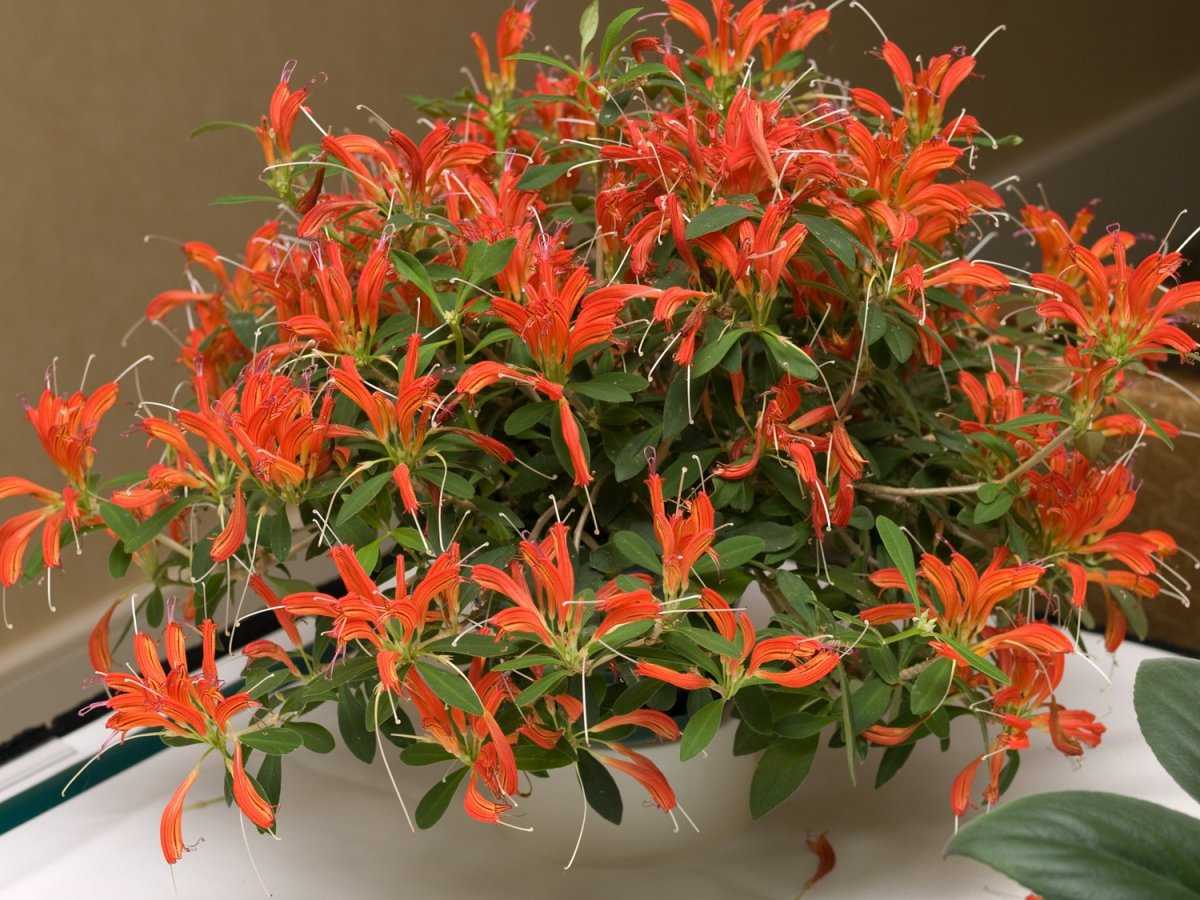 Эсхинантус цветок. описание, особенности, виды и уход за эсхинантусом