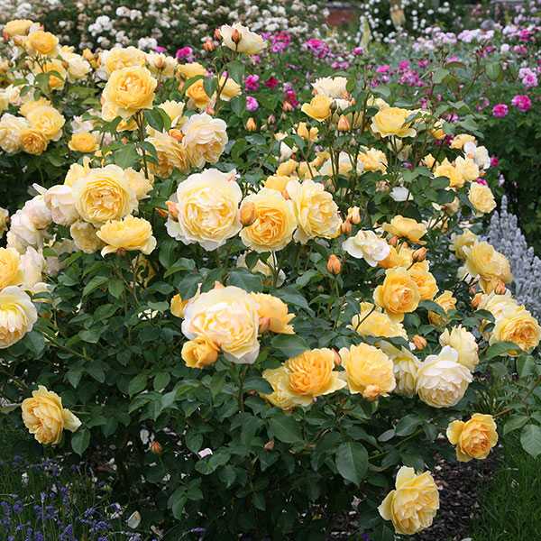 Главные особенности розы graham thomas. особенности выращивания роз «грехам томас роза кустарниковая грехам томас д остин