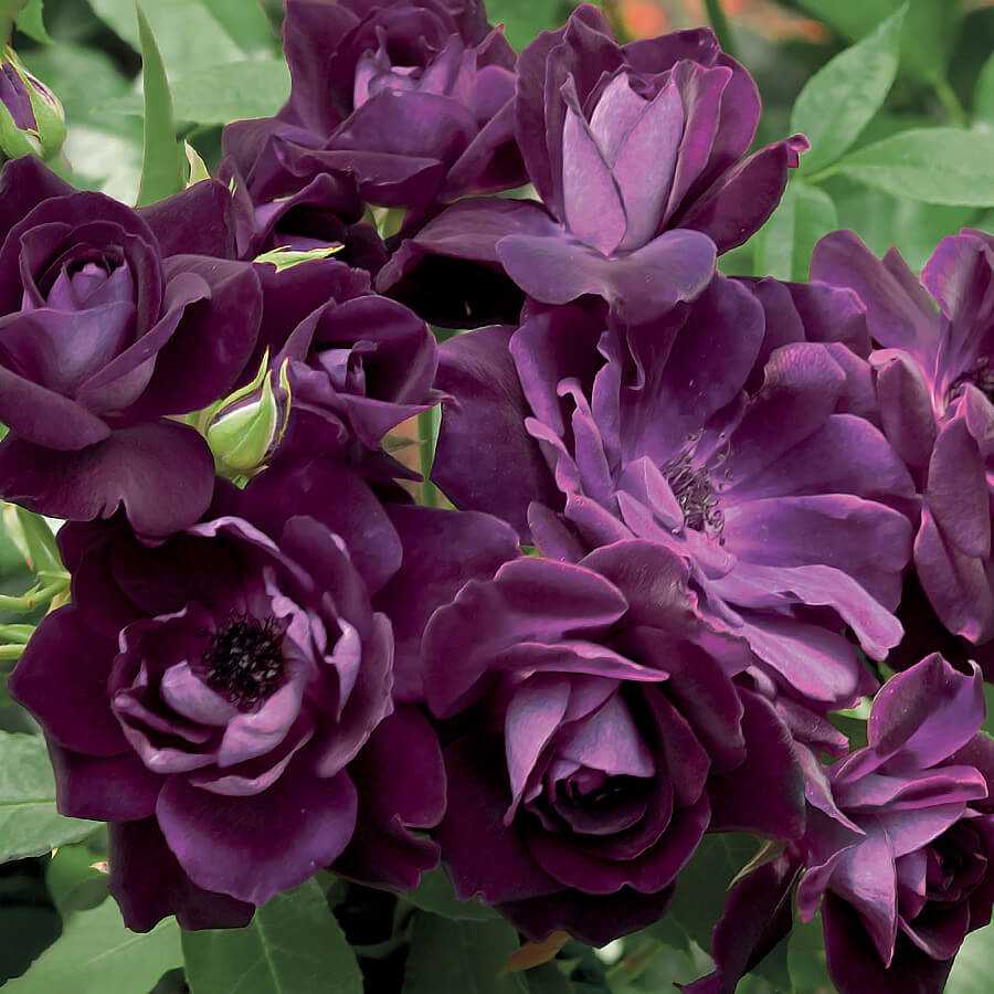 Роза плетистая фламентанц: фото, отзывы, описание сорта, выращивание, посадка и уход, подкормка, морозоустойчивость