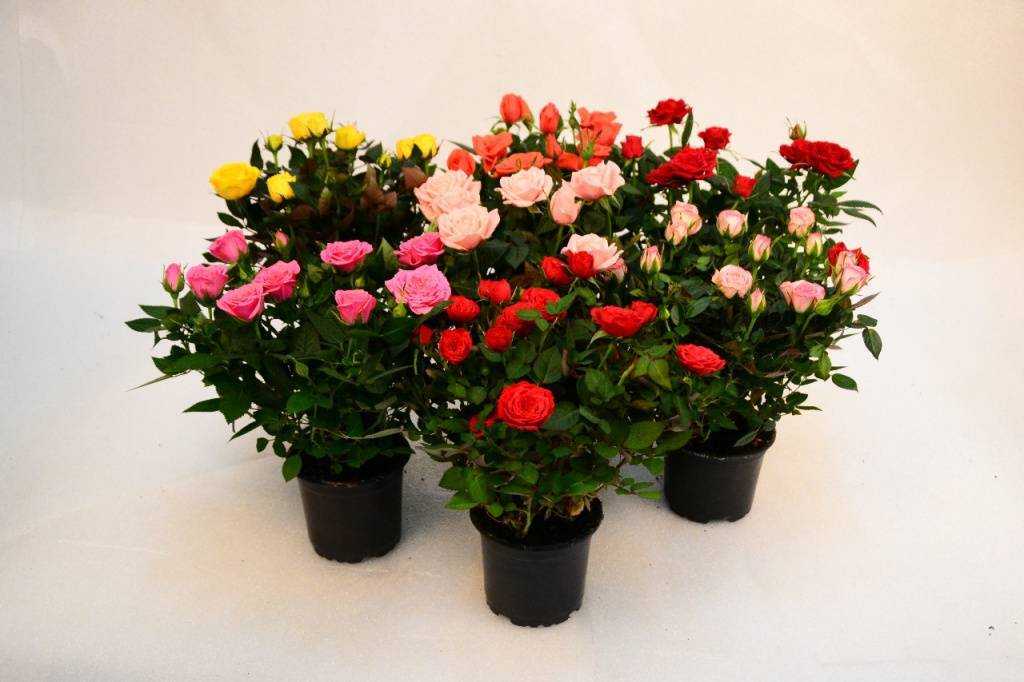 Розы патио микс: выращивание, посадка и уход в домашних условиях и в саду