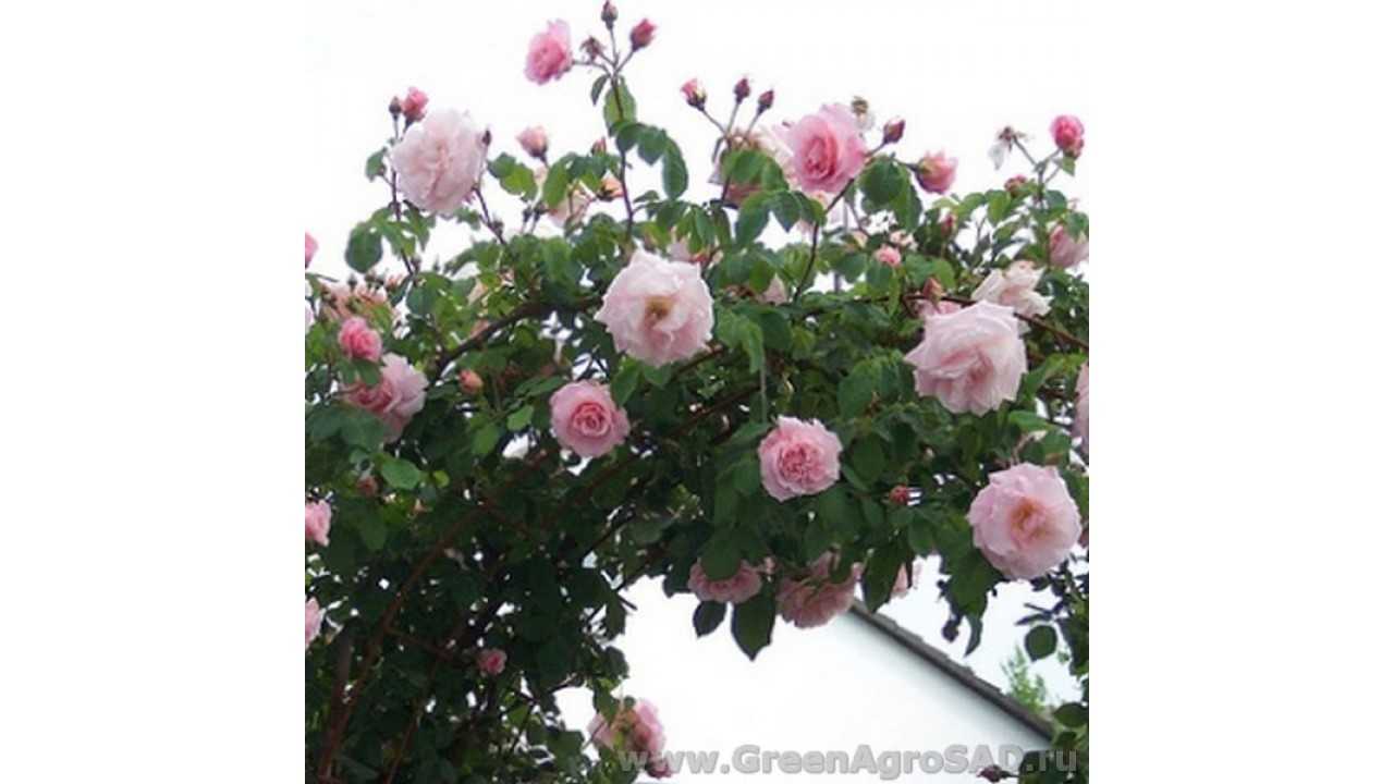 Плетистая роза нью даун: фото, описание, условия содержания