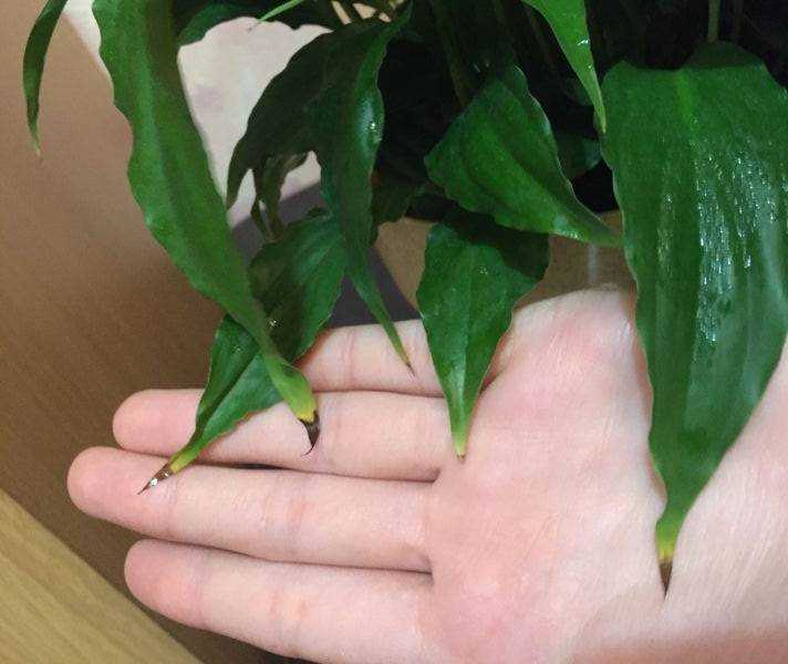 Почему листья спатифиллума могут желтеть: основные причины