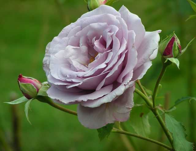 О розе грандифлора: что это такое, характеристики сортов розы, правила ухода