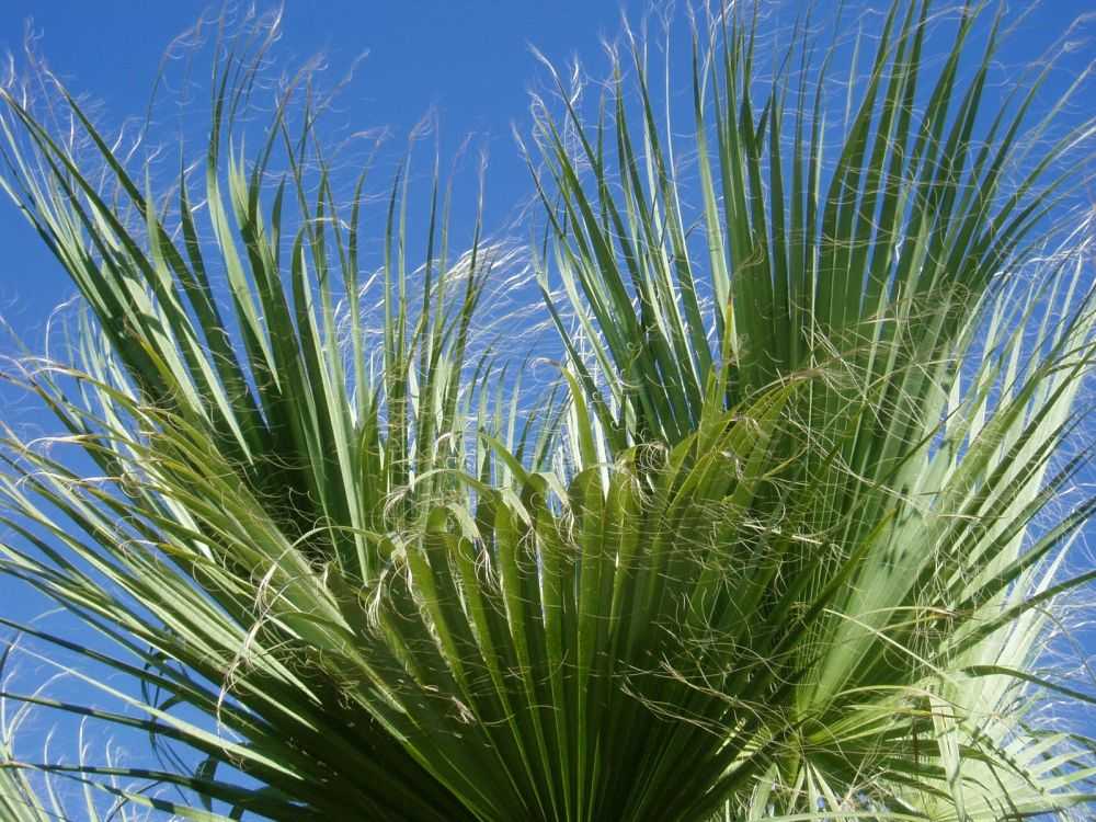 Пальма вашингтония: уход в домашних условиях, фото и виды, выращивание из семян