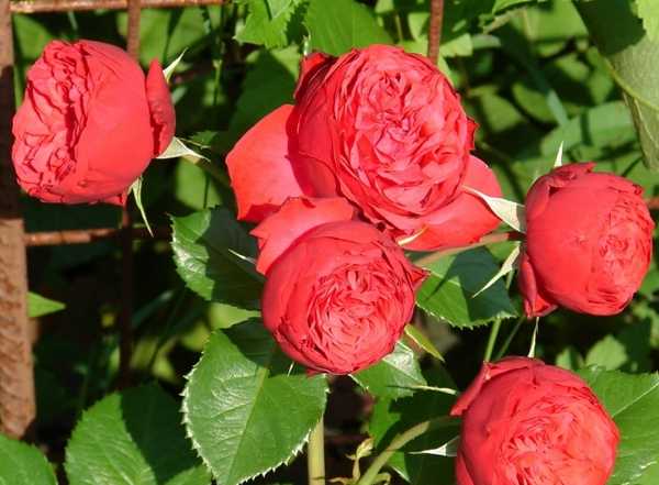 Секреты выращивания чайно-гибридной розы пиано