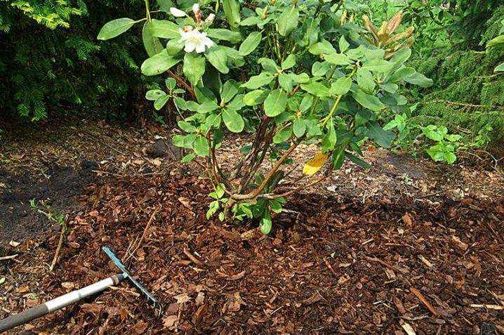 Рододендрон для вашего сада: правила посадки и ухода