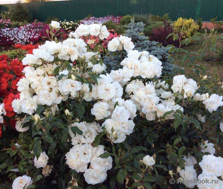 Сорта белых роз: лучшие сорта с описанием и фото