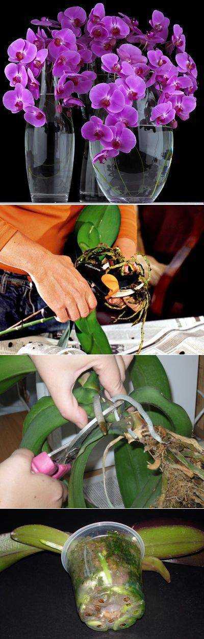 Полив орхидей в домашних условиях: 5 правил