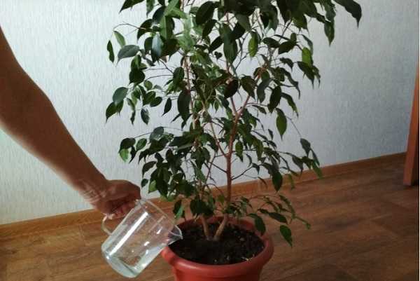 Правила подкормок для комнатных растений. как удобрять комнатные растения? фото — ботаничка.ru