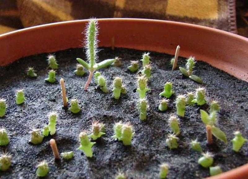 Размножение кактусов черенкованием - все секреты в 5 простых шагах