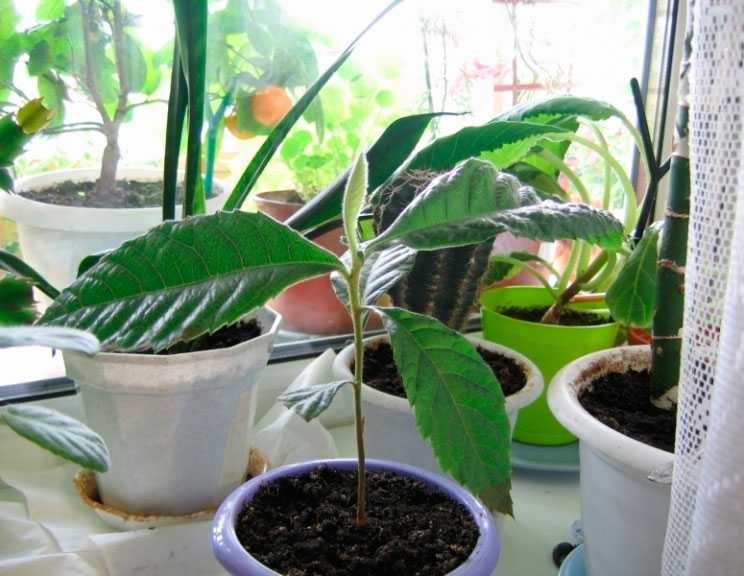 Как вырастить мушмулу из косточки? мушмула: выращивание в домашних условиях :: syl.ru