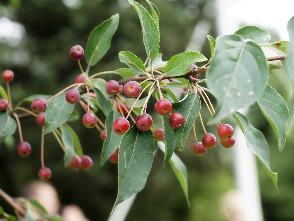 Яблоня ягодная: описание сорта сибирячка, посадка и выращивание из семян