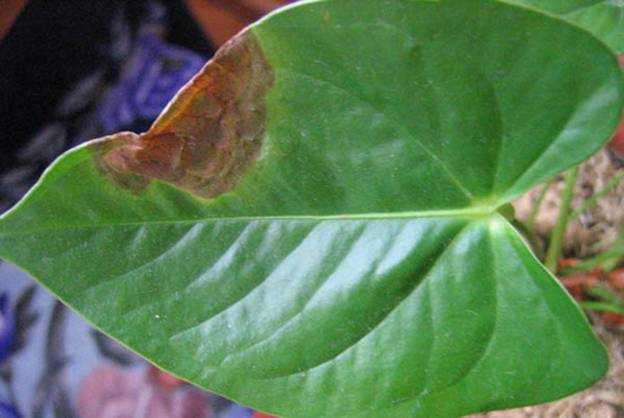 Какими бывают болезни листьев антуриума и как их лечить? - агро журнал "ru поле"