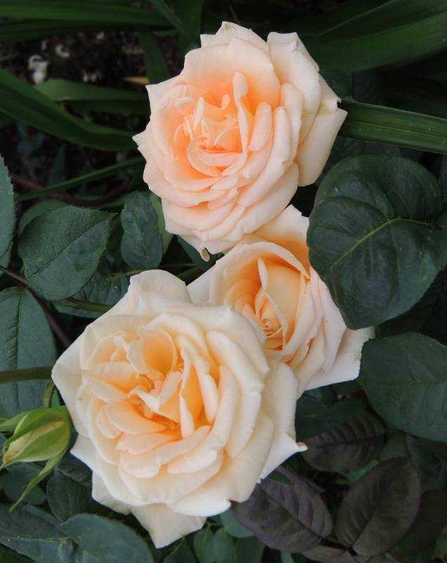 Чайно-гибридные розы посадка и уход, посадка розы выращивание - цветочки
                                             - 24 декабря
                                             - 43870764286 - медиаплатформа миртесен
