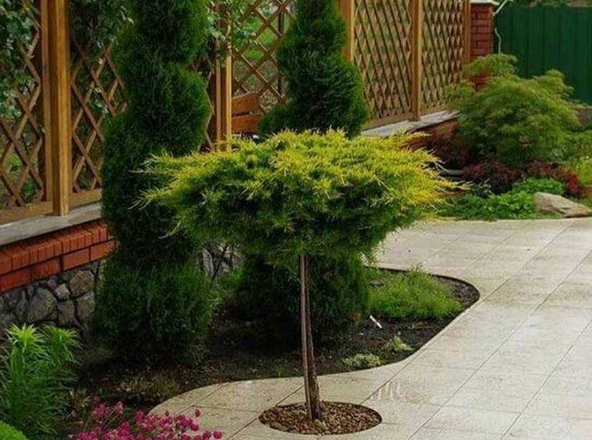 Деревья с плакучей формой кроны в ландшафтном дизайне сада