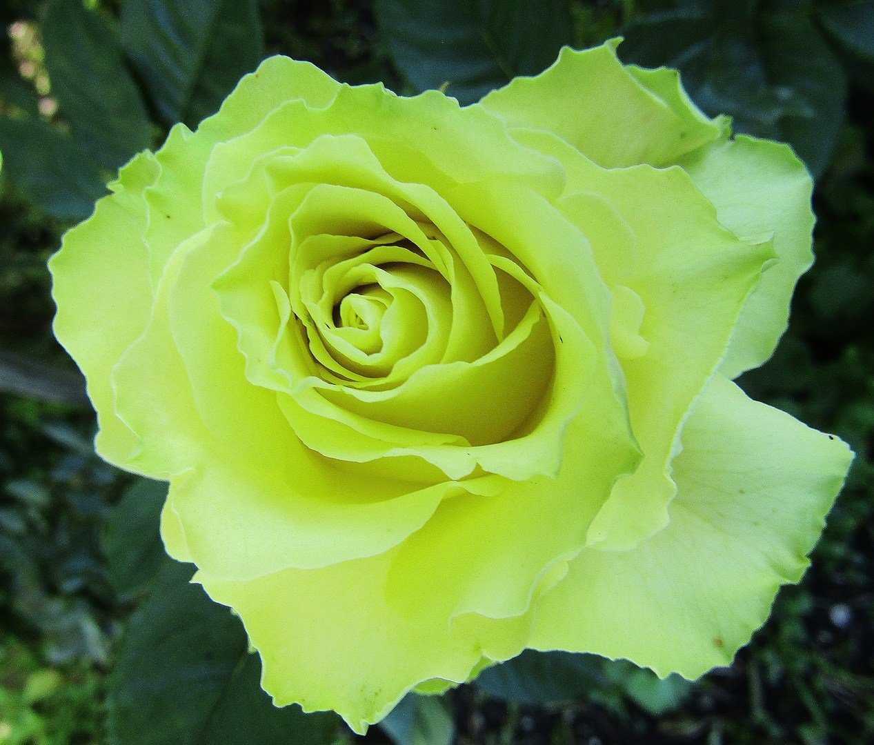 Зеленые розы: описание, сорта, посадка и уход, фото