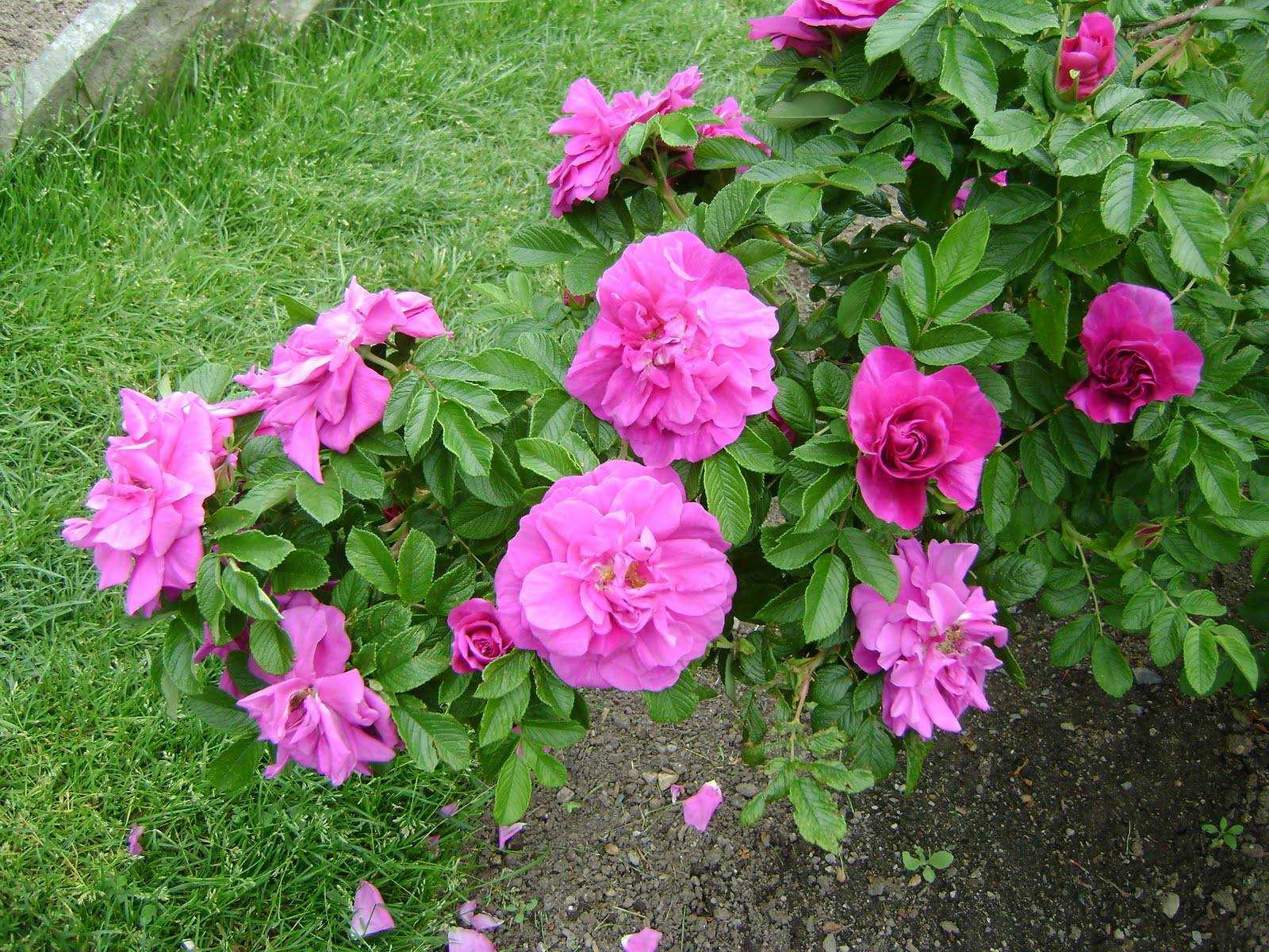 Ругоза рубра роза -описание и характеристики, правила выращивания | розоцвет
