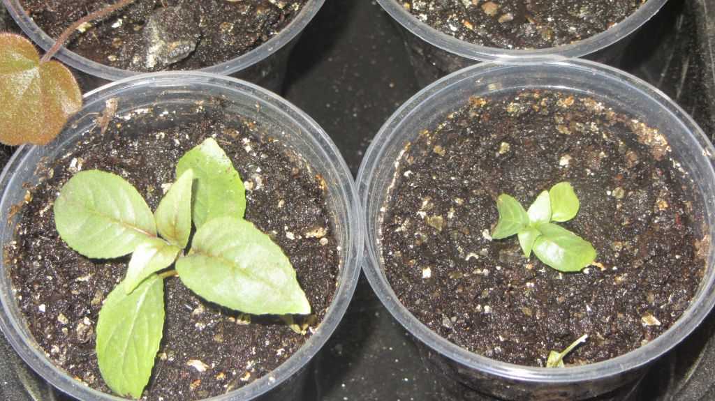 Выращивание фуксии из семян в домашних условиях, правила посева