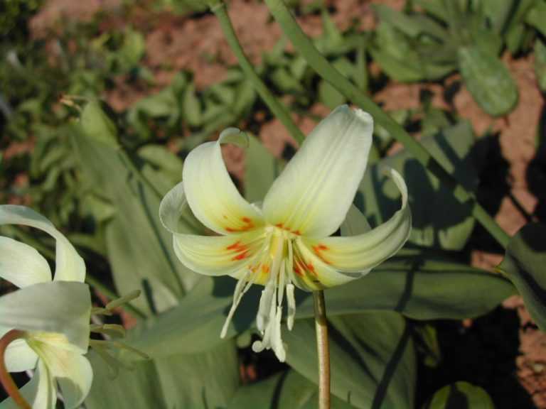 Растение кандык / эритрониум / собачий зуб: фото, сорта, выращивание, посадка и уход