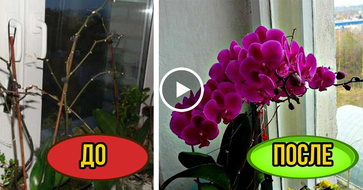 Как правильно поливать орхидею в домашних условиях
