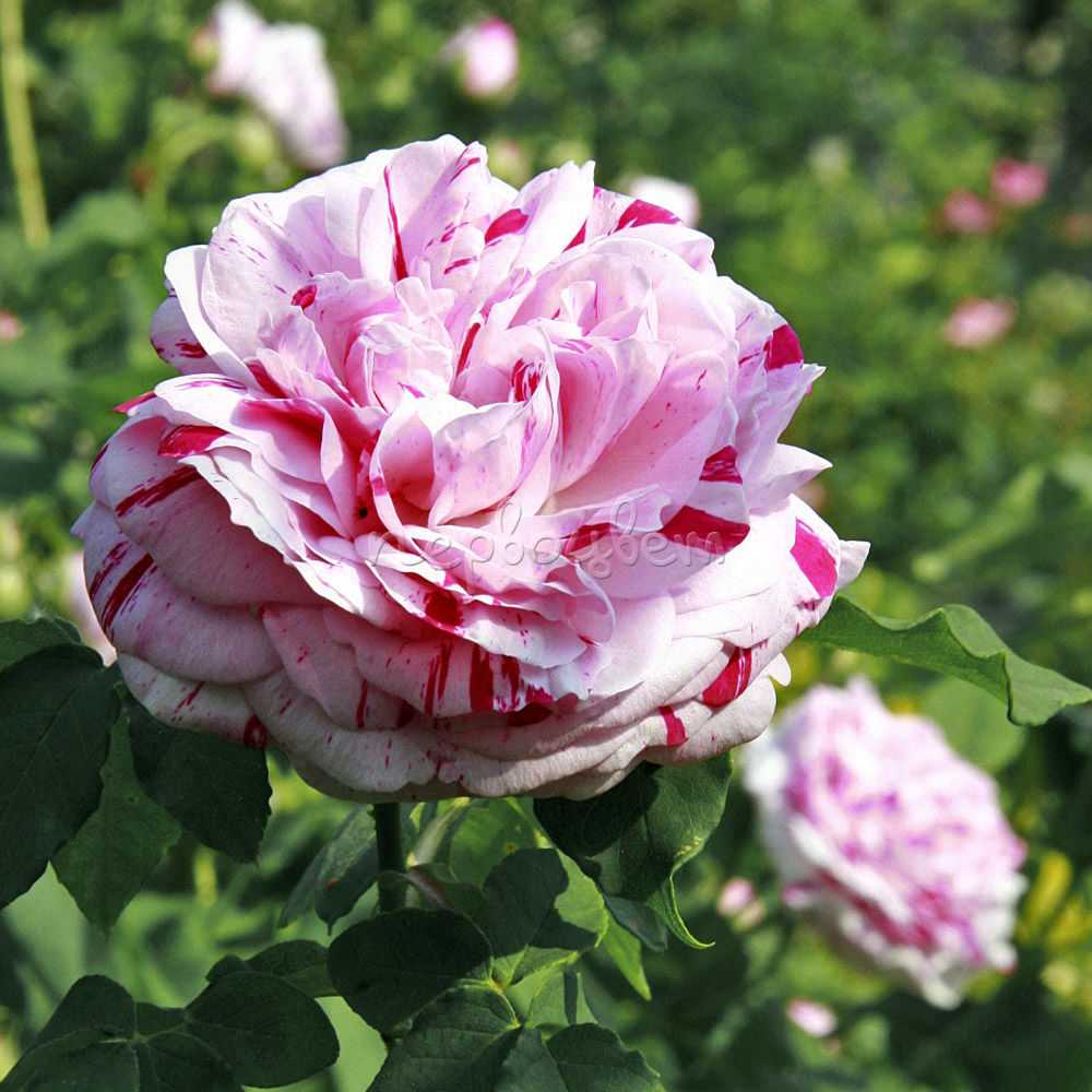 Роза фердинанд пичард | питомник растений