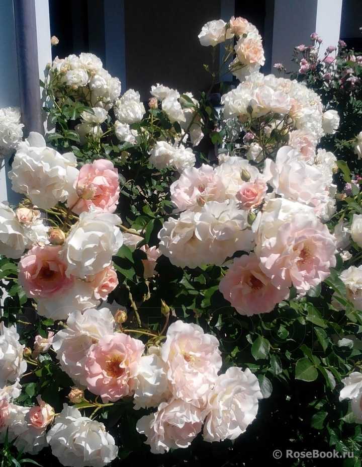 Плетистая роза "рококо": описание сорта, фото, отзывы