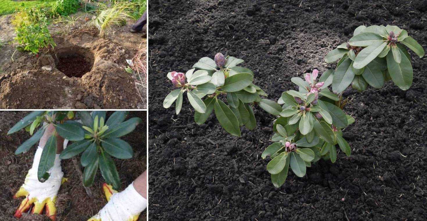 Рододендрон садовый: посадка и уход, фото морозостойких сортов и гибридов