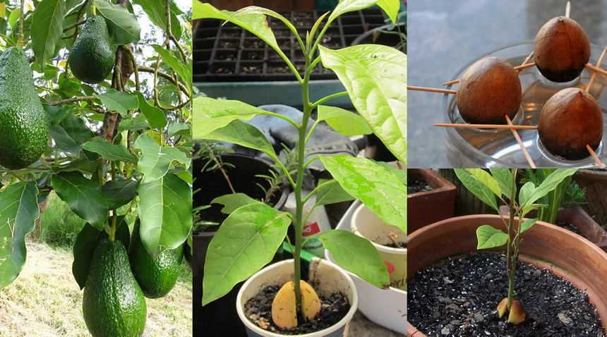 Выращивание авокадо в домашних условиях