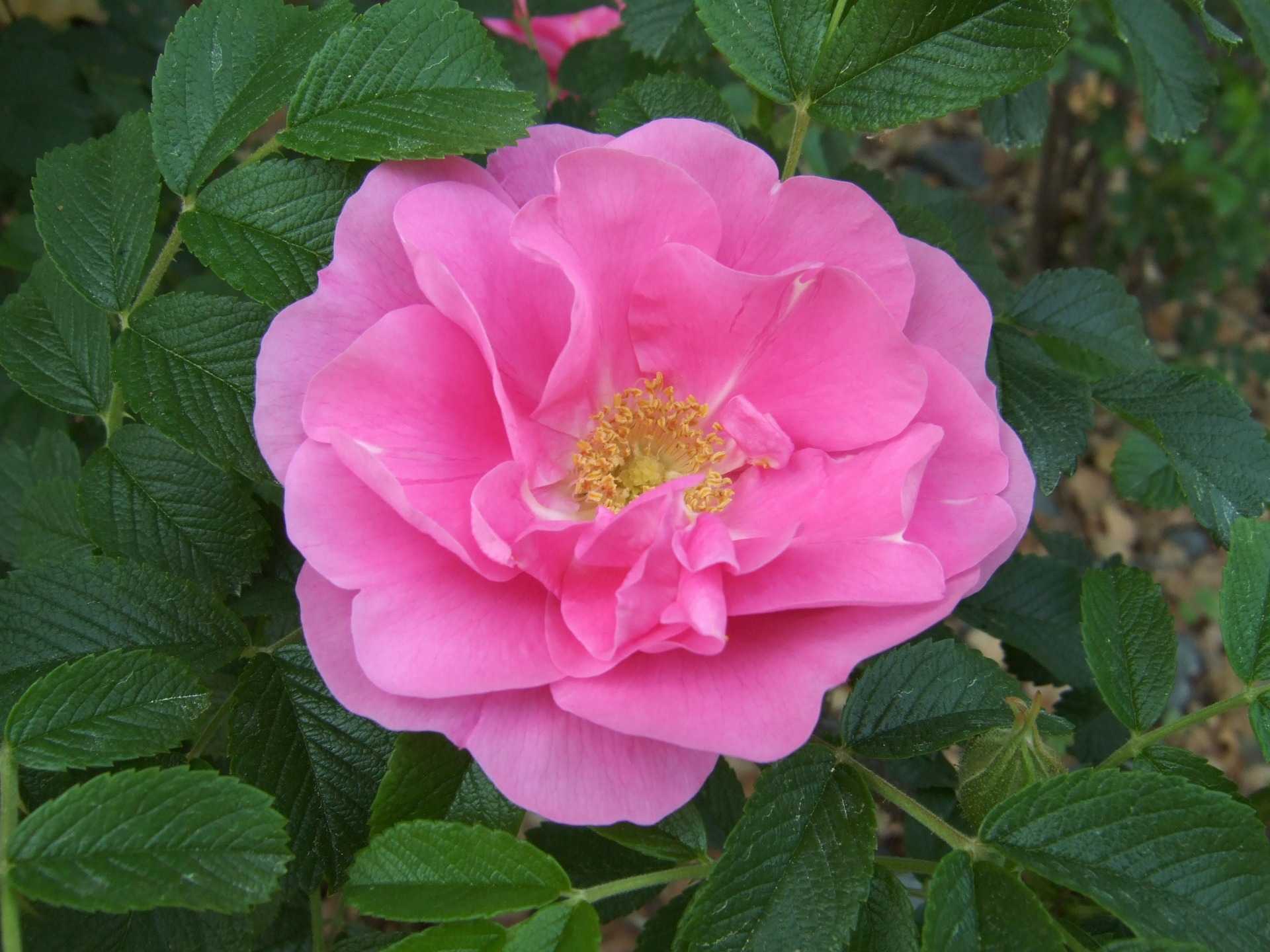 ✅ роза ругоза: фото, описание, посадка и уход, обрезка, сорта и гибриды - tehnoyug.com