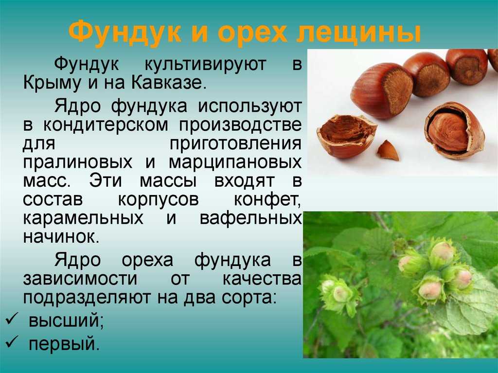 ✅ как цветет фундук, садовый орешник, в каком месяце цветет ореховое дерево - tehnoyug.com