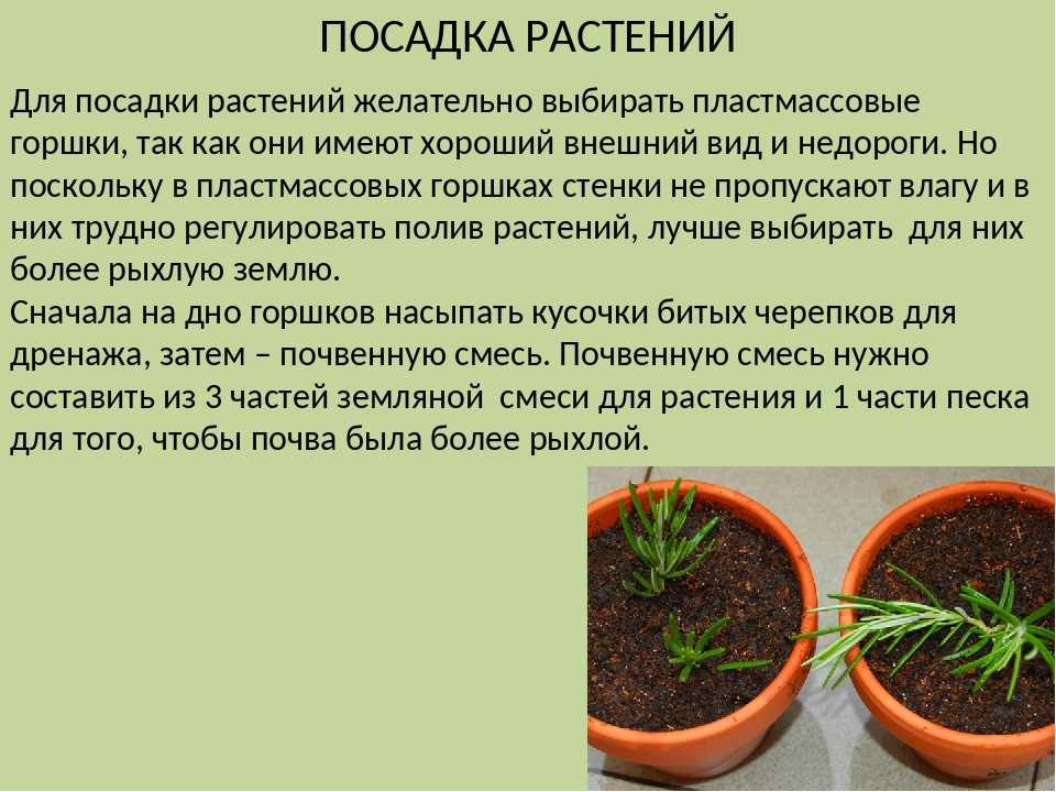 Пересадка хлорофитума: как выбрать грунт и каков размер горшка, какой отросток посадить и уход в домашних условиях после посадки, когда нужно рассадить цветок