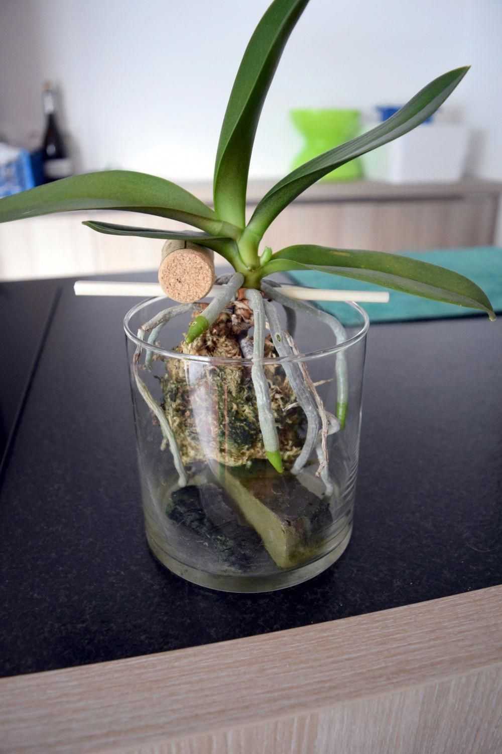 Характеристики синей орхидеи — какие существуют сорта Правила посадки и ухода за синей орхидеей Способы размножения, профилактика заболеваний и вредителей