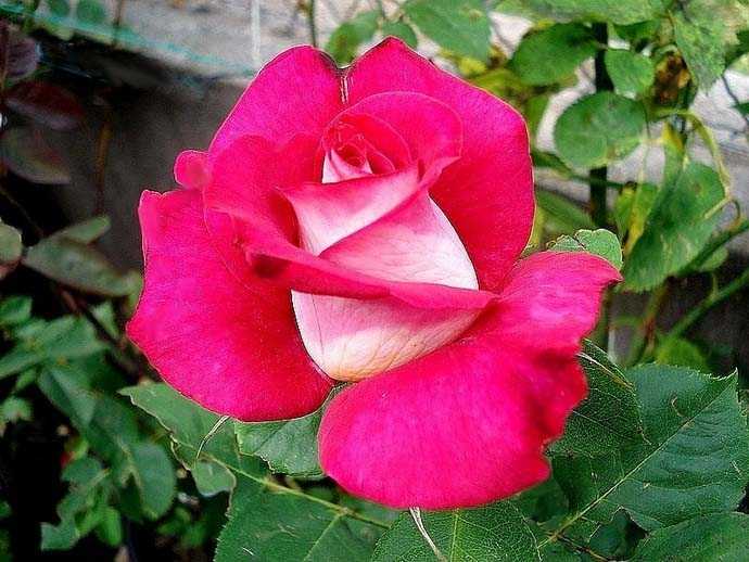 Роза моника чайно-гибридный сорт, устойчив к заморозкам, продолжительно цветет крупными яркими цветами