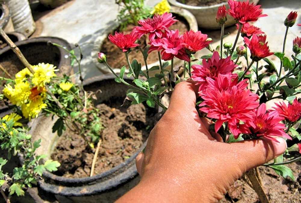 Хризантема садовая многолетняя: посадка и уход, фото, советы
