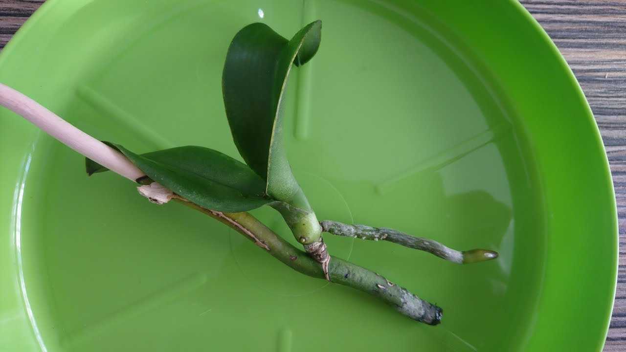 Как вырастить детку орхидеи на цветоносе — selok.info