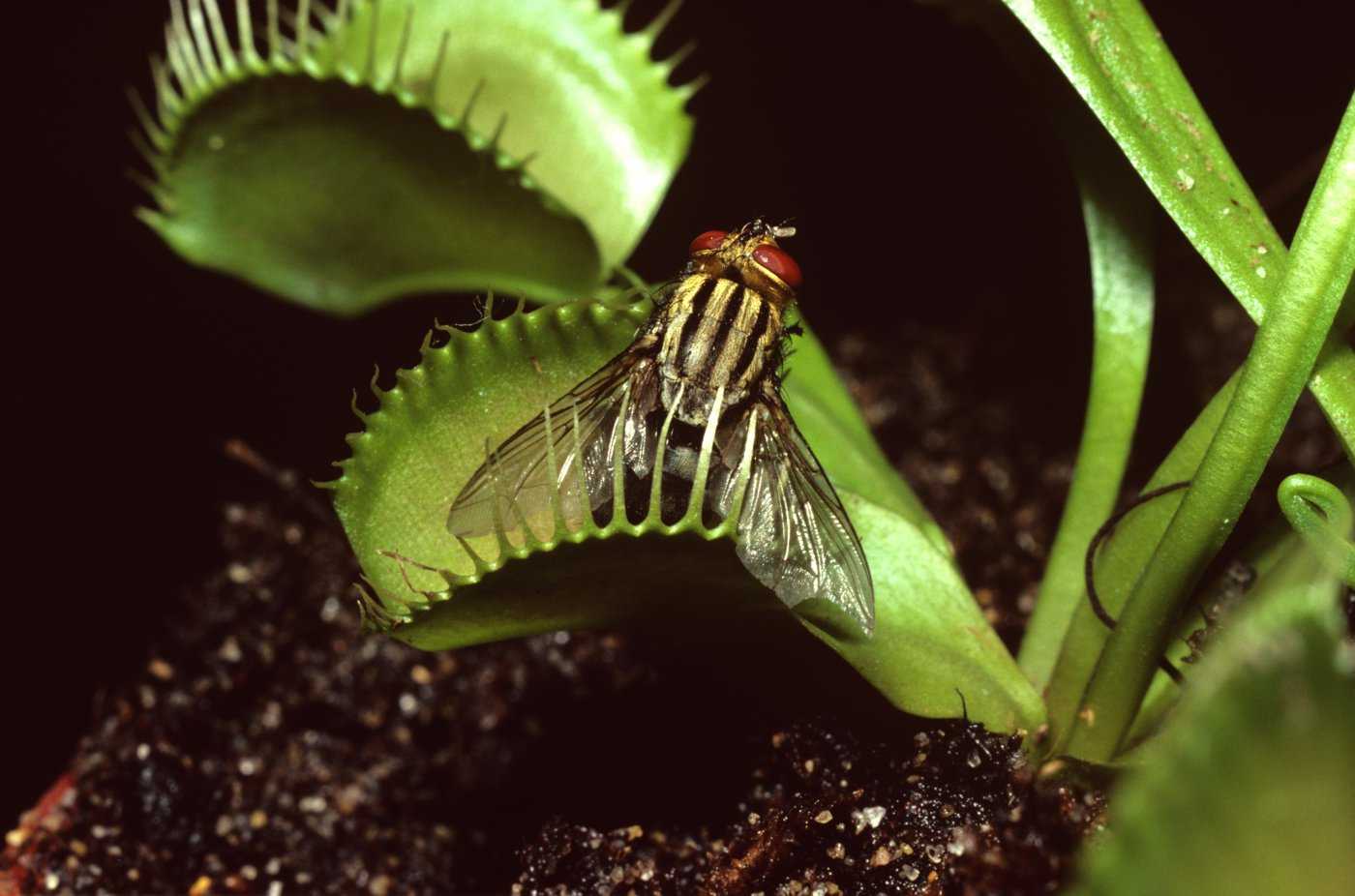 Венерина мухоловка: выращивание в домашних условиях