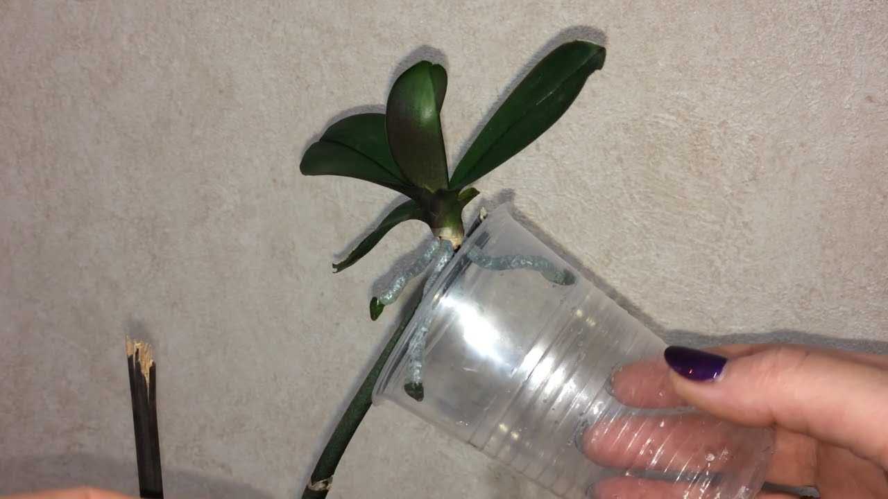 Как отделить детку орхидеи от материнского растения пошагово
