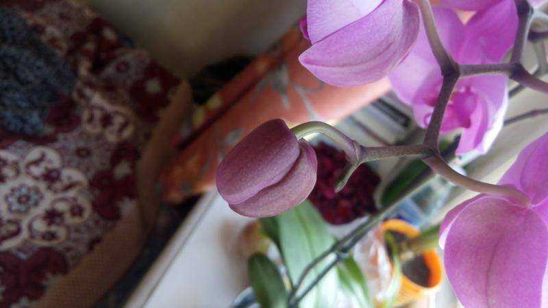 Почему у орхидеи опадают бутоны: причины (возраст, стресс, полив, влажность, освещение, болезни) + методы предотвращения