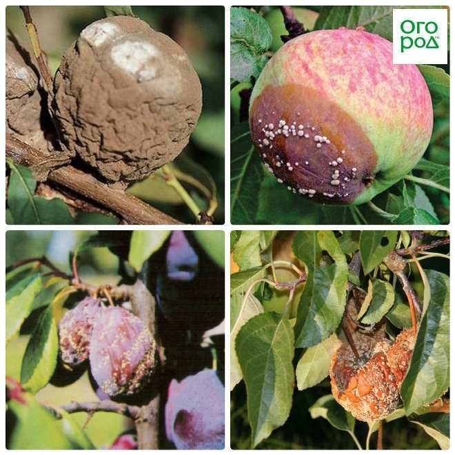 Чем обработать яблоню, грушу и сливу в июле против болезней и вредителей | совет