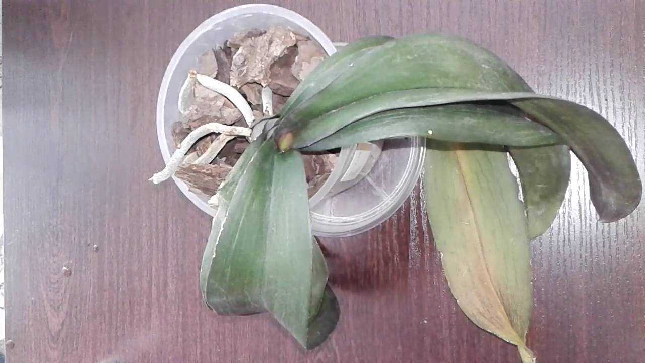 Причины вялых листьев орхидеи: как спасти цветок