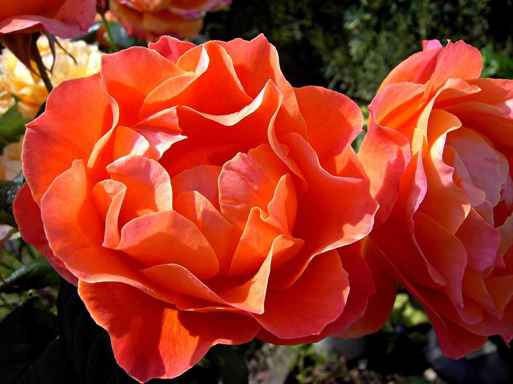 10 лучших сортов роз флорибунда - рейтинг 2021
